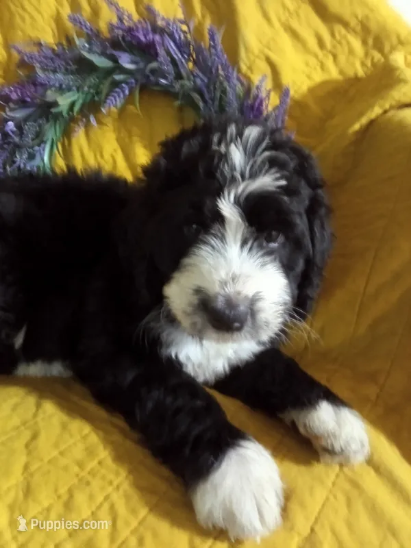 Hot pink collar girl – Bernedoodle puppy for sale in Des Moines, IA