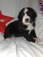 Boy Puppy 1, a male Bernedoodle for sale in Des Moines, IA – 3 of 7