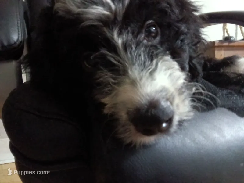 Blue Collar Girl – Bernedoodle puppy for sale in Des Moines, IA