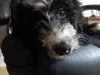 Blue Collar Girl, a female Bernedoodle for sale in Des Moines, IA – 1 of 10