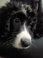 Boy Puppy 3, a male Bernedoodle for sale in Des Moines, IA – 3 of 10