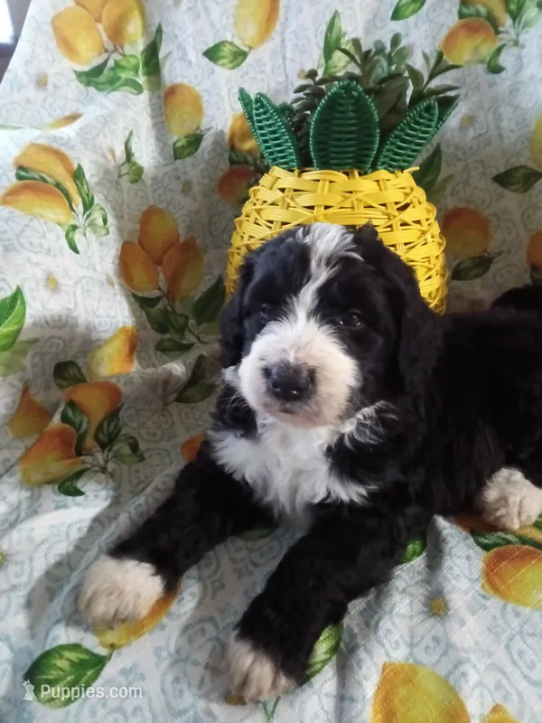 Hot pink collar girl – Bernedoodle puppy for sale in Des Moines, IA
