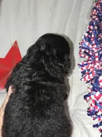 Boy Puppy 1, a male Bernedoodle for sale in Des Moines, IA – 5 of 7