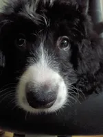 Boy Puppy 3, a male Bernedoodle for sale in Des Moines, IA – 2 of 10
