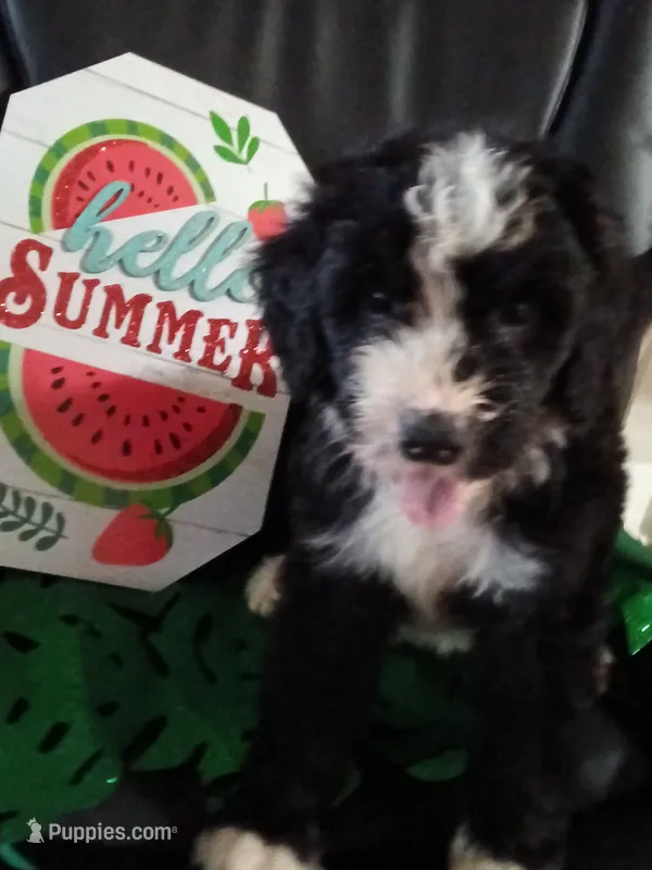 Boy Puppy 1 – Bernedoodle puppy for sale in Des Moines, IA