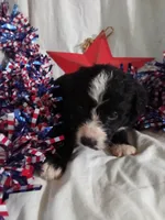 Blue Collar Girl , a female Bernedoodle for sale in Des Moines, IA – 3 of 7