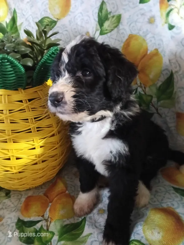 Black Collar girl – Bernedoodle puppy for sale in Des Moines, IA