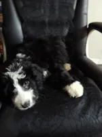 Girl Puppy 5, a female Bernedoodle for sale in Des Moines, IA – 3 of 10