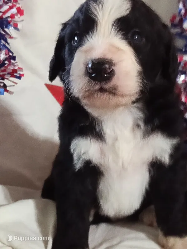 Boy Puppy 2 – Bernedoodle puppy for sale in Des Moines, IA