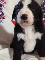 Boy Puppy 2, a male Bernedoodle for sale in Des Moines, IA – 1 of 7