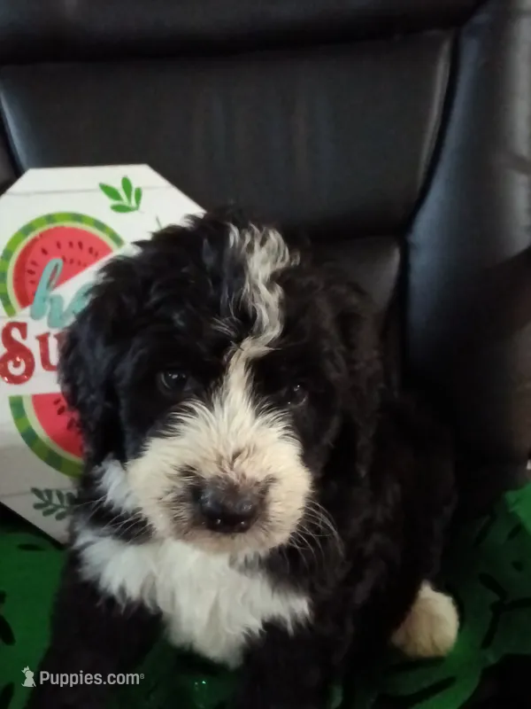 Hot pink collar girl – Bernedoodle puppy for sale in Des Moines, IA