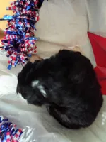 Boy Puppy 2, a male Bernedoodle for sale in Des Moines, IA – 7 of 7