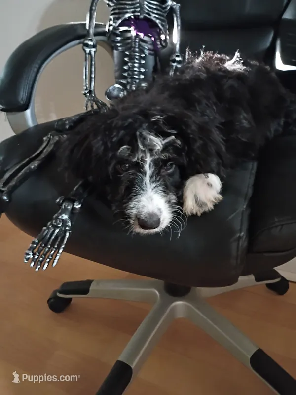Maroon Collar Girl – Bernedoodle puppy for sale in Des Moines, IA