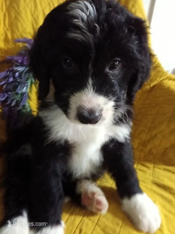 Boy Puppy 3 – Bernedoodle puppy for sale in Des Moines, IA