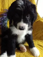 Boy Puppy 3, a male Bernedoodle for sale in Des Moines, IA – 7 of 10