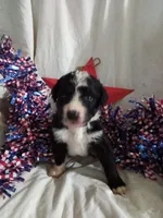 Black Collar girl, a female Bernedoodle for sale in Des Moines, IA – 3 of 7