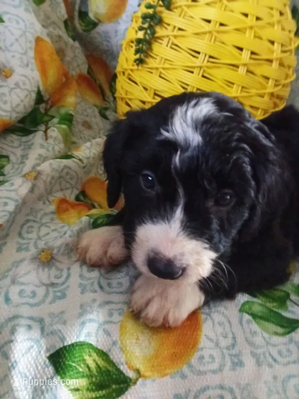 Boy Puppy 3 – Bernedoodle puppy for sale in Des Moines, IA