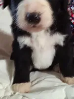 Boy Puppy 2, a male Bernedoodle for sale in Des Moines, IA – 3 of 7