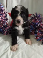 Maroon Collar Girl , a female Bernedoodle for sale in Des Moines, IA – 2 of 6