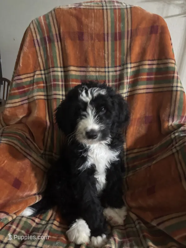 Boy Puppy 1 – Bernedoodle puppy for sale in Des Moines, IA