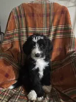 Boy Puppy 1, a male Bernedoodle for sale in Des Moines, IA – 3 of 10