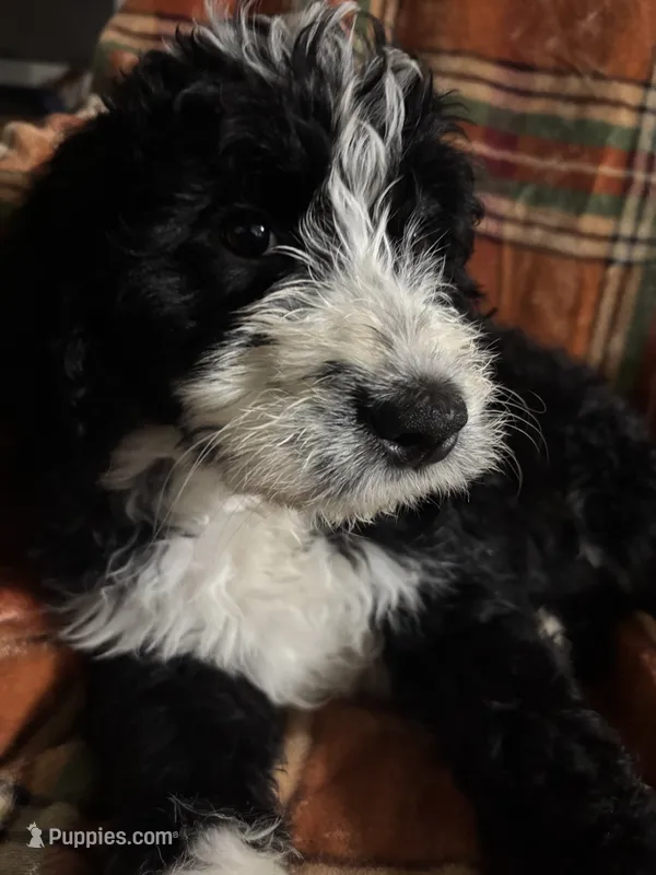 Hot pink collar girl  – Bernedoodle puppy for sale in Des Moines, IA