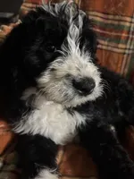 Hot pink collar girl , a female Bernedoodle for sale in Des Moines, IA – 1 of 9