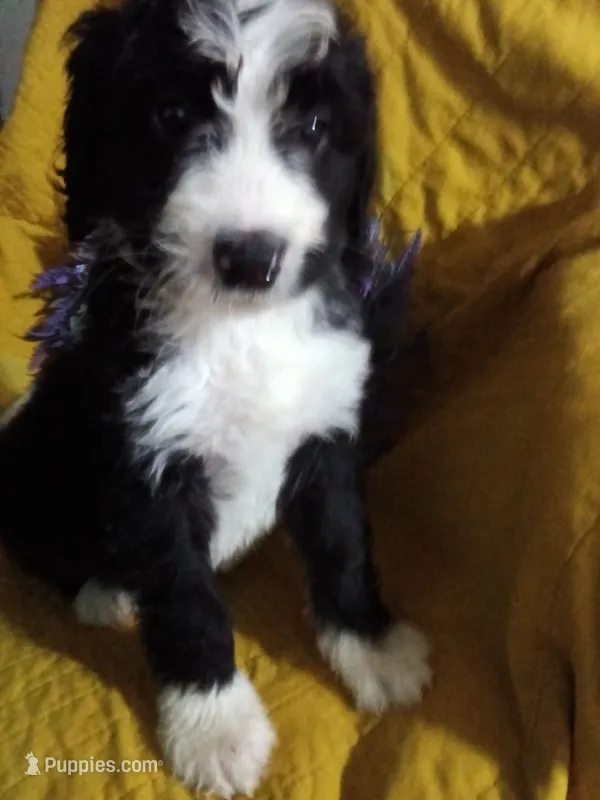 Girl Puppy 5 – Bernedoodle puppy for sale in Des Moines, IA