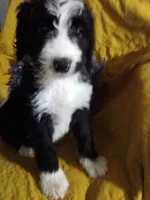 Girl Puppy 5, a female Bernedoodle for sale in Des Moines, IA – 8 of 10
