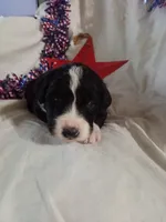 Boy Puppy 3, a male Bernedoodle for sale in Des Moines, IA – 5 of 6