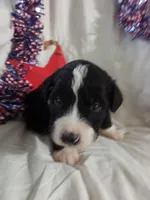 Boy Puppy 3, a male Bernedoodle for sale in Des Moines, IA – 3 of 6