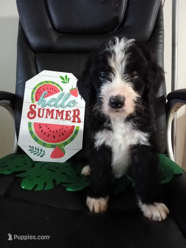 Boy Puppy 2 – Bernedoodle puppy for sale in Des Moines, IA