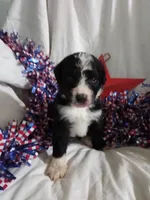 Black Collar girl, a female Bernedoodle for sale in Des Moines, IA – 5 of 7