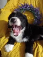 Boy Puppy 3, a male Bernedoodle for sale in Des Moines, IA – 8 of 10