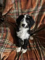 Girl Puppy 5, a female Bernedoodle for sale in Des Moines, IA – 7 of 10