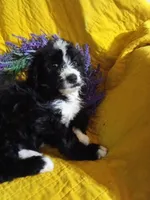 Blue Collar Girl, a female Bernedoodle for sale in Des Moines, IA – 6 of 10