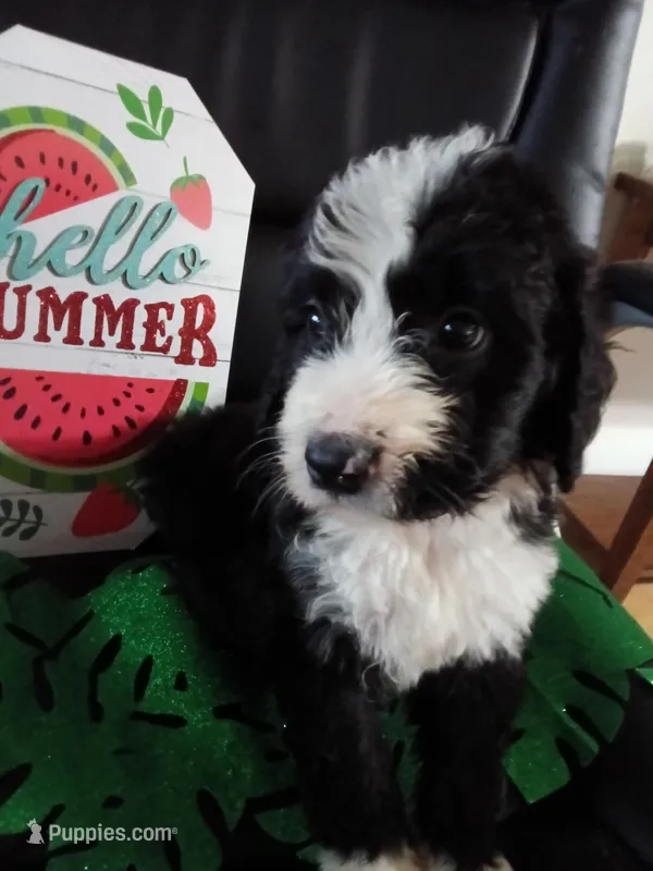 Girl Puppy 5 – Bernedoodle puppy for sale in Des Moines, IA