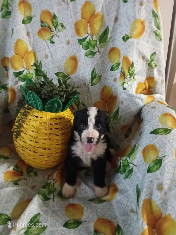 Girl Puppy 5 – Bernedoodle puppy for sale in Des Moines, IA