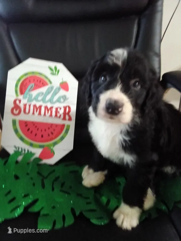 Boy Puppy 3 – Bernedoodle puppy for sale in Des Moines, IA