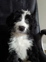 Girl Puppy 5, a female Bernedoodle for sale in Des Moines, IA – 1 of 10