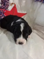 Boy Puppy 3, a male Bernedoodle for sale in Des Moines, IA – 4 of 6