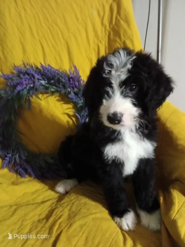 Boy Puppy 2 – Bernedoodle puppy for sale in Des Moines, IA