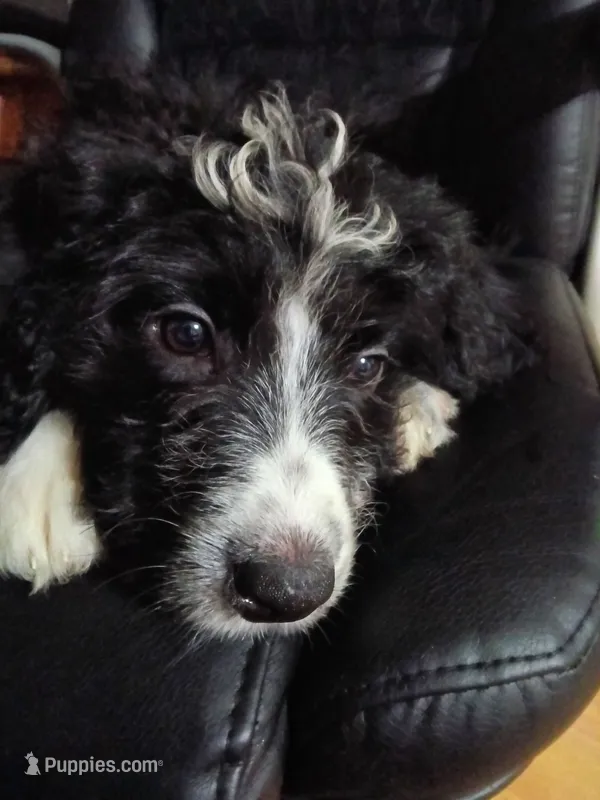 Maroon Collar Girl – Bernedoodle puppy for sale in Des Moines, IA