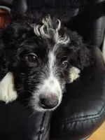 Maroon Collar Girl, a female Bernedoodle for sale in Des Moines, IA – 1 of 10