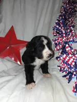 Boy Puppy 1, a male Bernedoodle for sale in Des Moines, IA – 4 of 7