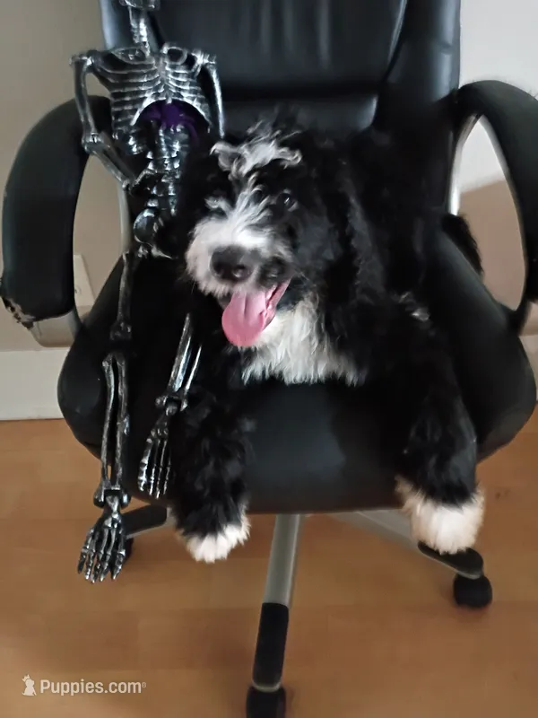 Boy Puppy 1 – Bernedoodle puppy for sale in Des Moines, IA