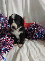 Blue Collar Girl , a female Bernedoodle for sale in Des Moines, IA – 5 of 7
