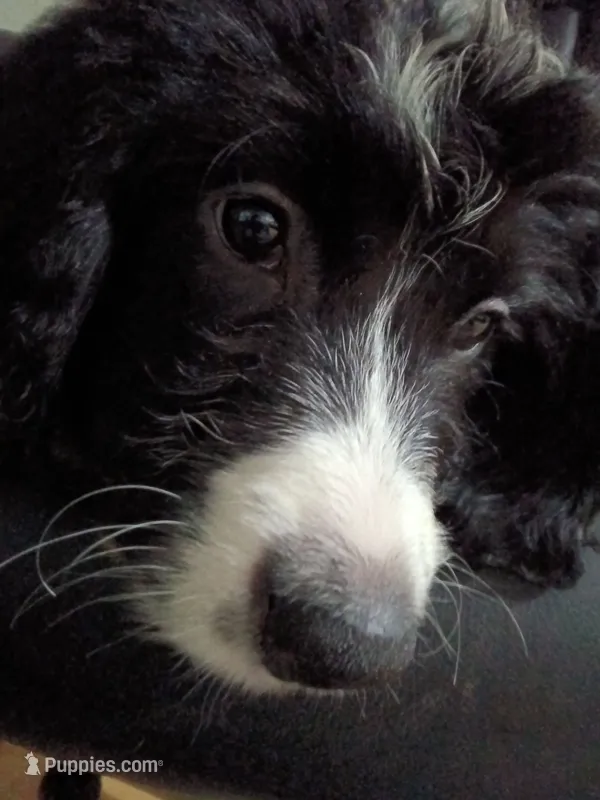 Boy Puppy 3 – Bernedoodle puppy for sale in Des Moines, IA