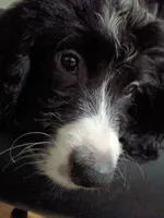 Boy Puppy 3, a male Bernedoodle for sale in Des Moines, IA – 1 of 10