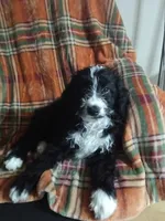 Blue Collar Girl, a female Bernedoodle for sale in Des Moines, IA – 5 of 10